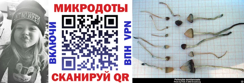 Галлюциногенные грибы Cubensis  Болохово 